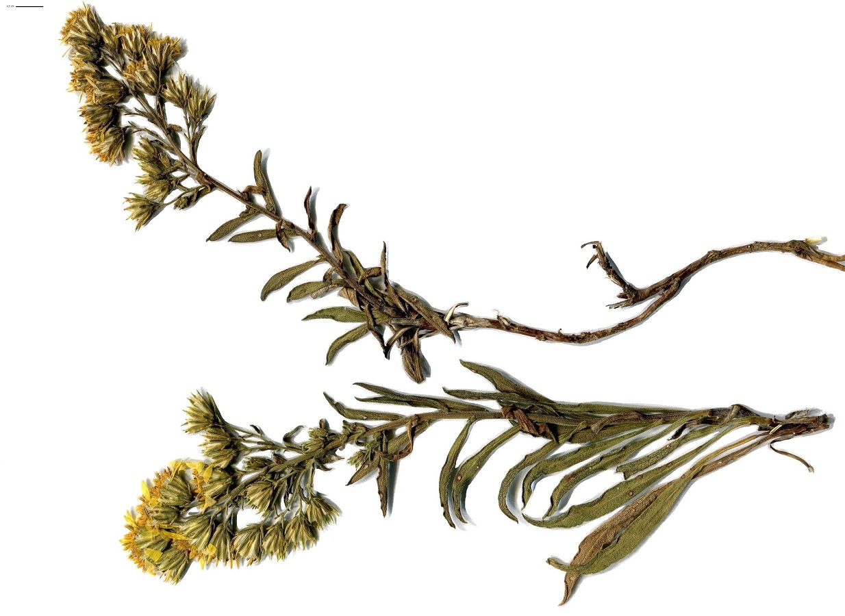Solidago virgaurea subsp. macrorrhiza (Asteraceae)